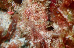 Enneapterygius howensis