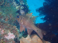 Ostorhinchus norfolcensis