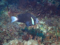 Amphiprion mccullochi
