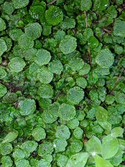 Cryptomitrium tenerum