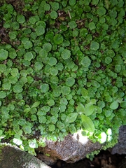 Cryptomitrium tenerum