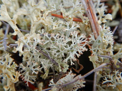 Cladonia stygia