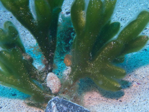 Brachaluteres taylori