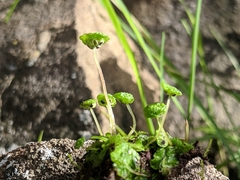 Cryptomitrium tenerum