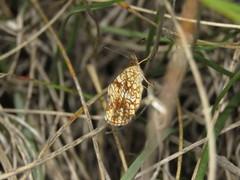 Phyciodes graphica graphica