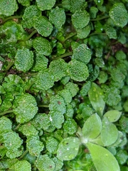 Cryptomitrium tenerum