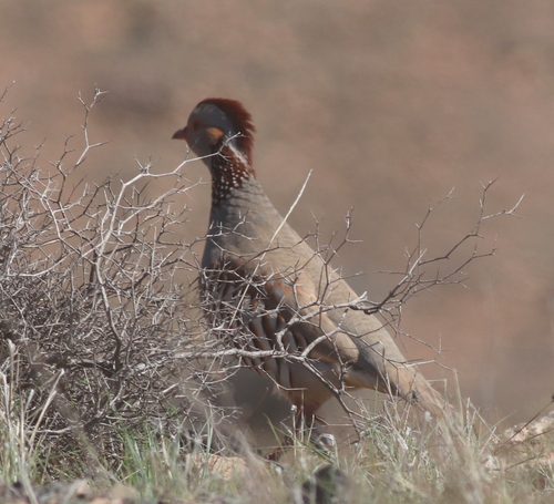 Foto de Barbary Partridge