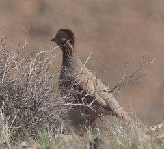Barbary Partridge photo 5