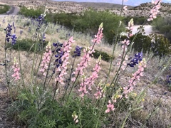 Lupinus havardii