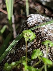 Cryptomitrium tenerum