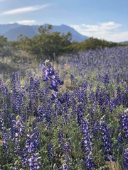 Lupinus havardii