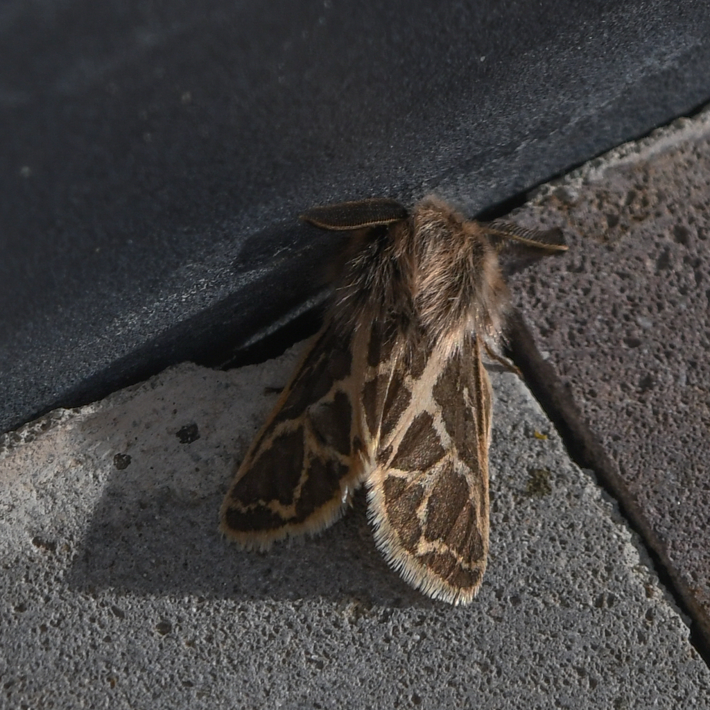 Ocnogyna armena