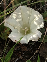 Calystegia subacaulis episcopalis