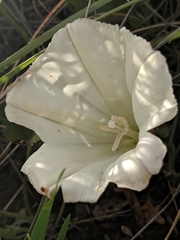 Calystegia subacaulis episcopalis