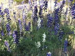 Lupinus havardii