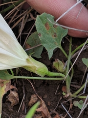 Calystegia subacaulis episcopalis