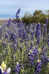 Lupinus havardii