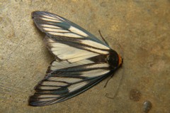 Macrobrochis prasena