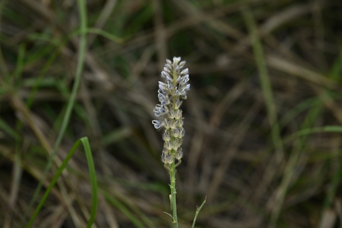 Uraria picta, photograph 4