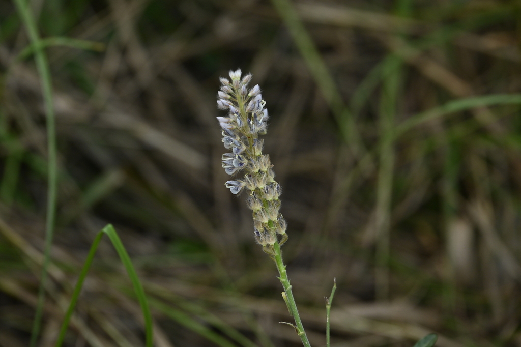 Uraria picta; photograph (c) 曾昱承 Yu-Cheng Zeng, some rights reserved (CC BY)
