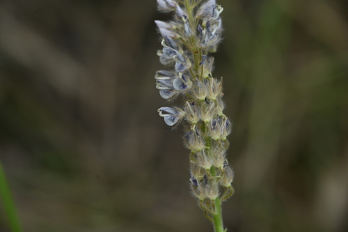 Uraria picta, photograph 6