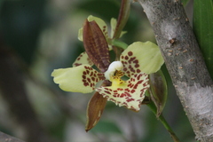 Rhynchostele maculata