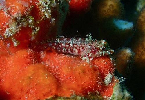 Lord Howe triplefin (Enneapterygius howensis) — Tripterygiidae — 5