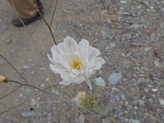 Atrichoseris platyphylla