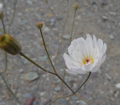 Atrichoseris platyphylla