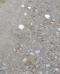 Atrichoseris platyphylla