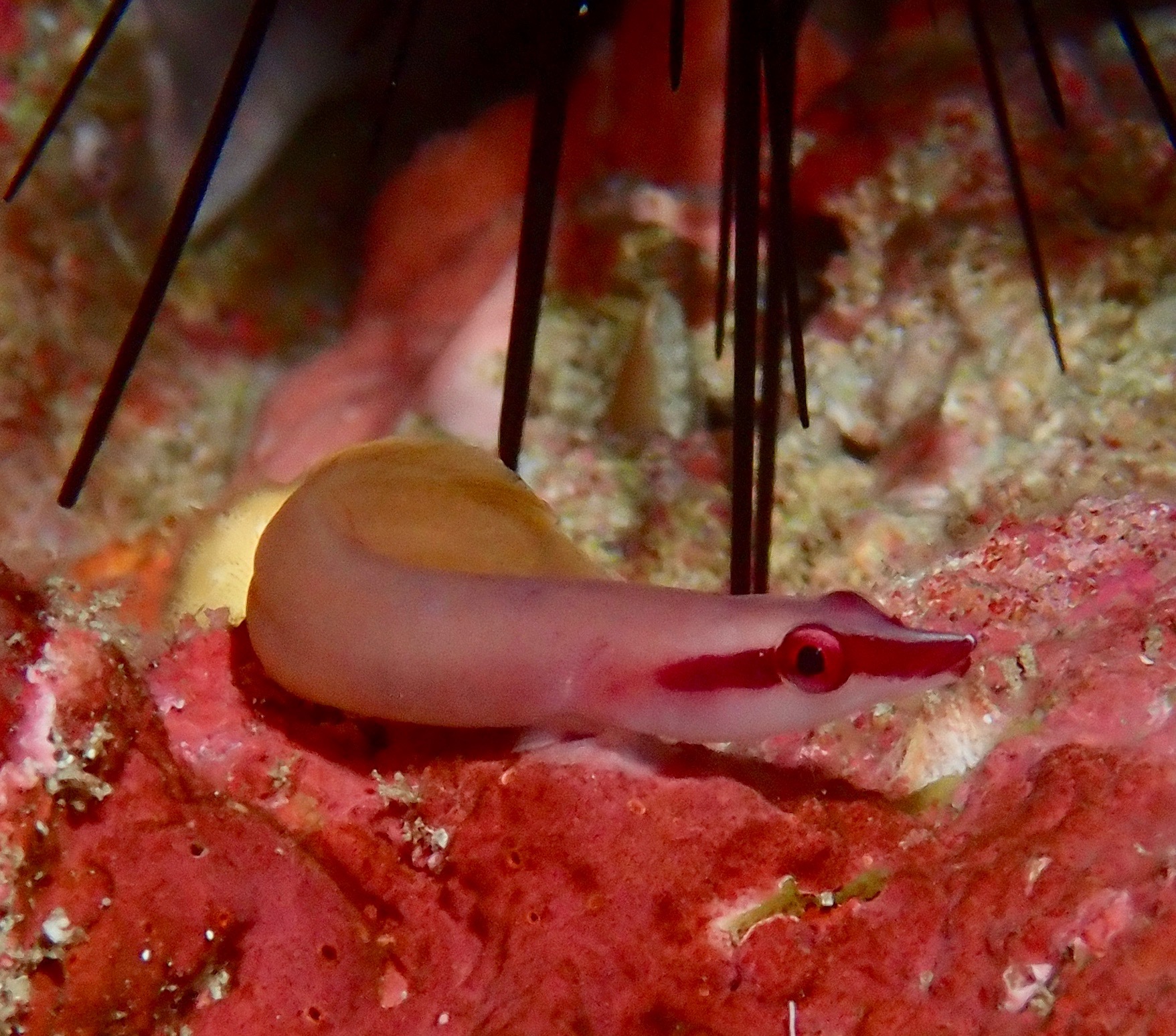 黃連鰭喉盤魚 Lepadichthys frenatus