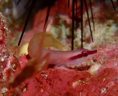 Lepadichthys frenatus