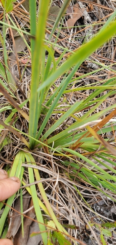 Image of Sisyrinchium xerophyllum by (c) Valerie Anderson, some rights reserved (CC BY)