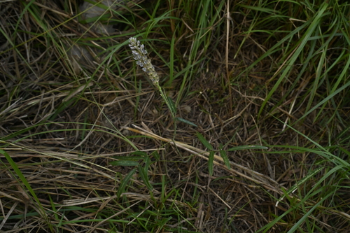 Image of Uraria picta by (c) 曾昱承 Yu-Cheng Zeng, some rights reserved (CC BY)