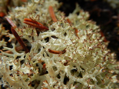 Cladonia stygia