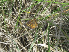 Phyciodes graphica graphica