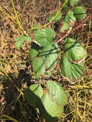 Candicantes