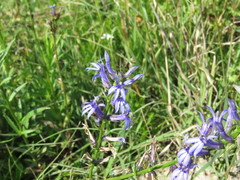 Lobelia gruina