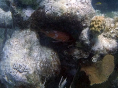 Holocentrus adscensionis