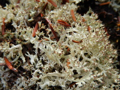 Cladonia stygia