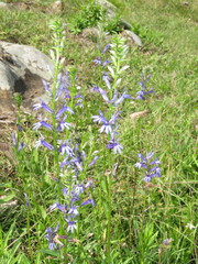 Lobelia gruina
