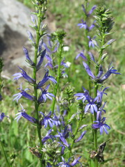 Lobelia gruina