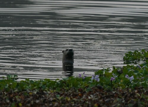 North American River Otter photographed in Louisiana