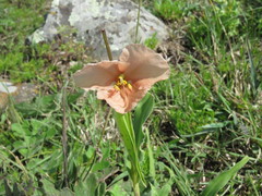 Commelina scabra