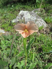 Commelina scabra