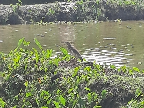 Indian Pond-Heron