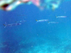 Hemiramphus brasiliensis