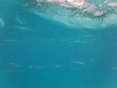 Hemiramphus brasiliensis