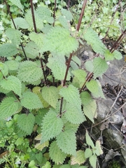 Urtica chamaedryoides