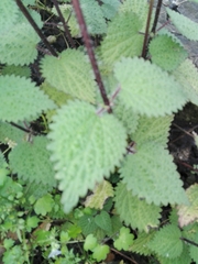 Urtica chamaedryoides